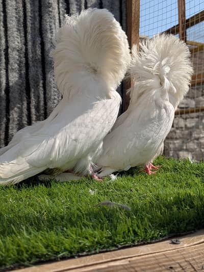 jacobin+ jerman beauty