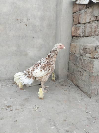 Assel mian wali high quality murgi