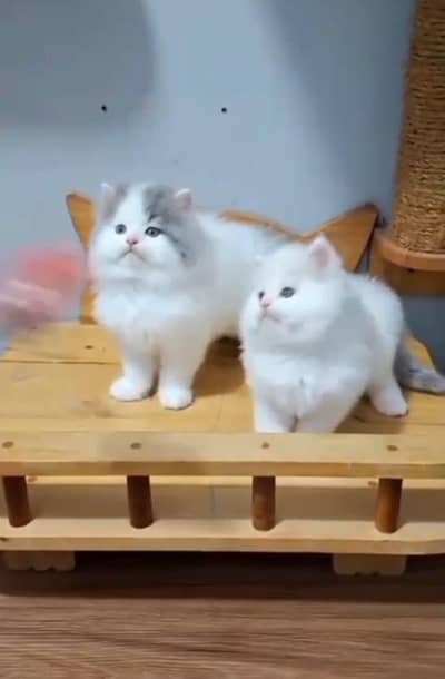 Persian Cats & Kittens for Sale may WhatsApp 03126762031