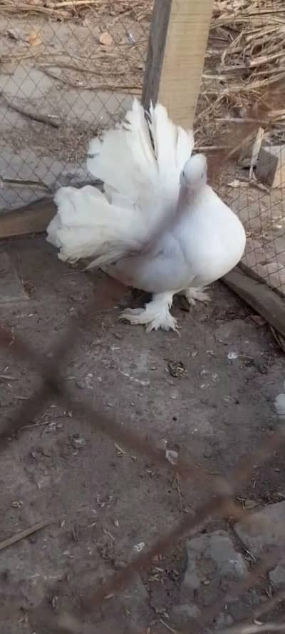 Beautiful Indian laka male breeder