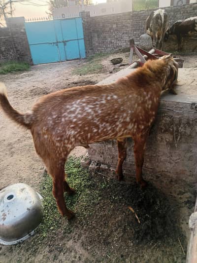 makhi cheena Bakra