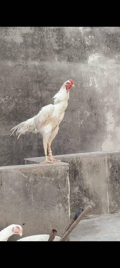 German Shamo | trio  | Shamo male| Shamo female