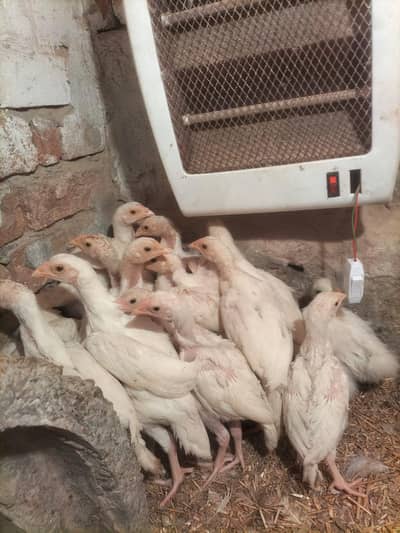 Aseel Heera chicks