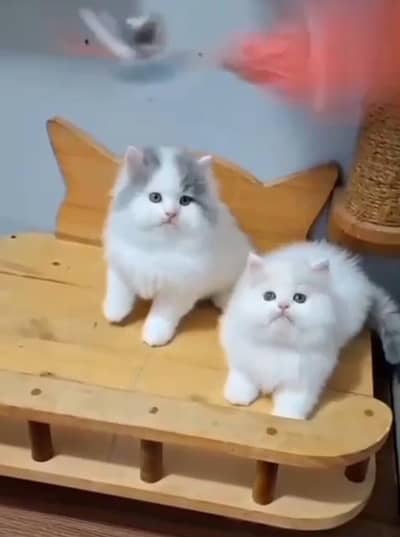 Persian Cats & Kittens for Sale may WhatsApp 03126762031