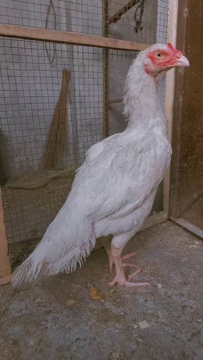 Heera madi             Hiri/hera/ Hen/Aseel/ eggs laying  granti sat