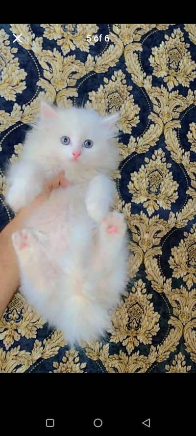Persian kitten female baby Blue eyes for sale