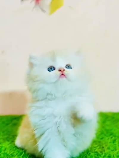Persian Cats & Kittens for Sale may WhatsApp 03126762031