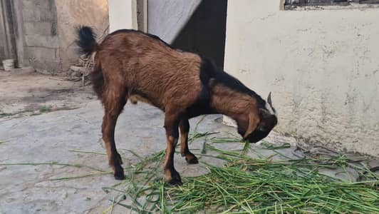 goat for sale price  35000