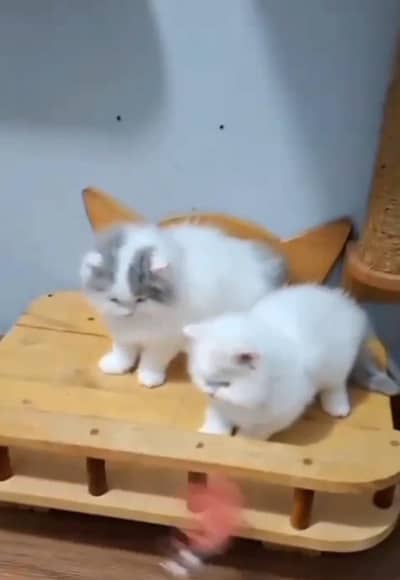 Persian Cats & Kittens for Sale may WhatsApp 03126762031