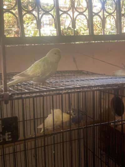 rainbow budgies for sale