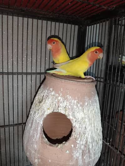 love bird lutino red eye