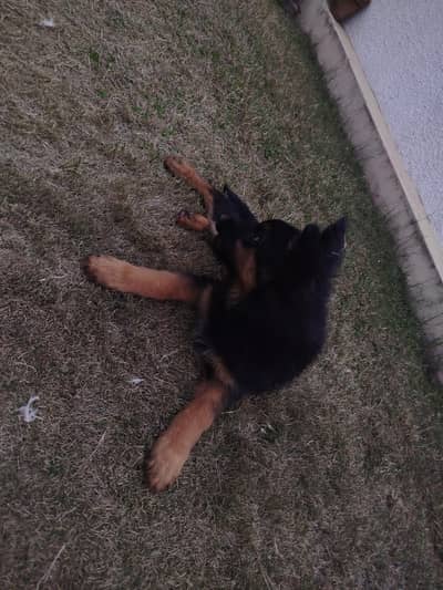 German shepherd Female