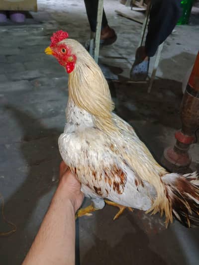 7month ka patha ha abi