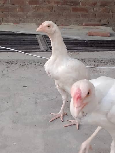 Heera aseel chicks | hera| asel | white