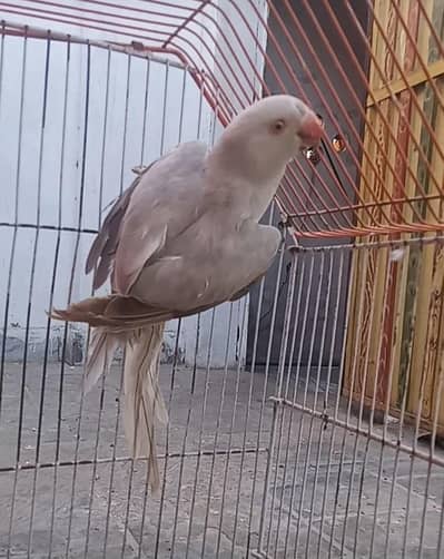 Silver Breeder female