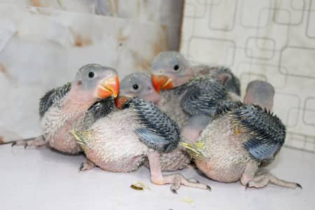 Raw parrot chicks / raw parrot / chicks / raw baby