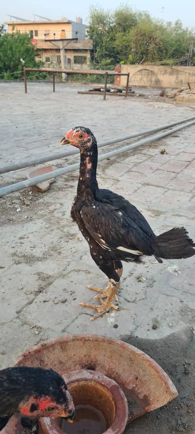 Burmi x thaie ur burmi x veit