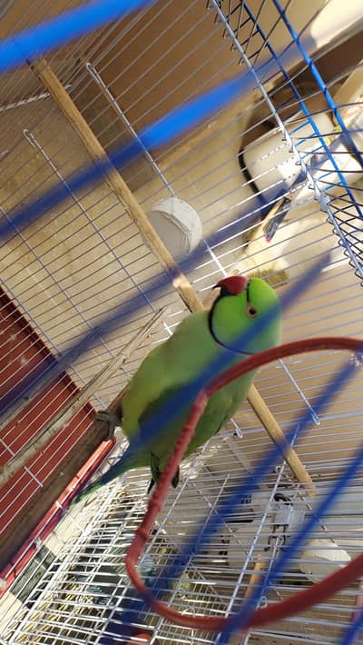 indian ring neck talking parrot
