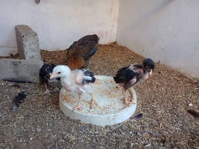 Aseel mushka or mianwali