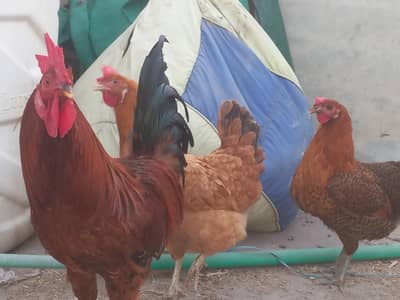 دیسی خور اک پر پلی ھوئ ھںں