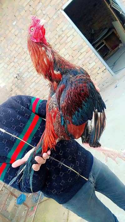 For Sale Aseel Muraga