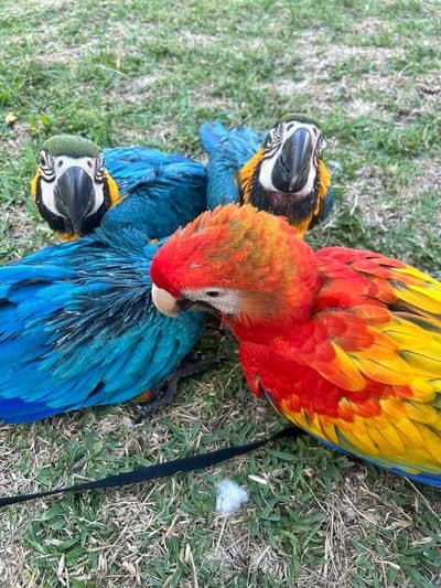 blue macaw parrot chicks for sale contact number (03701785542)