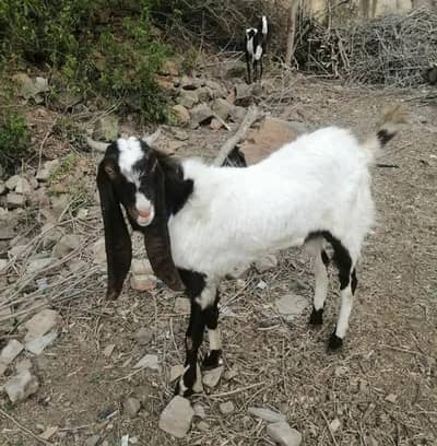 Bakra for qurbani 2026