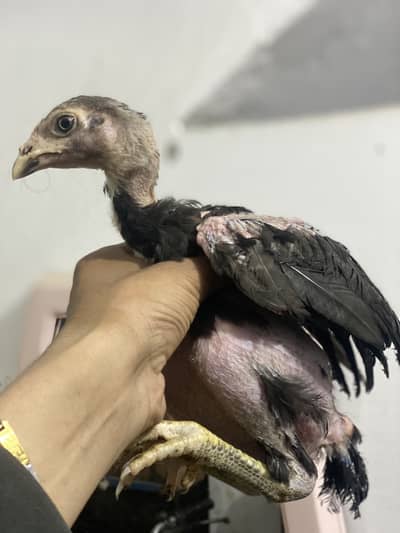 Pakoye Breed MashaAllah Healthy and active birds