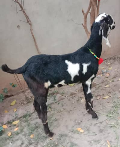 Female Goat For sale