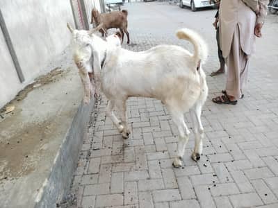 andu Bakra