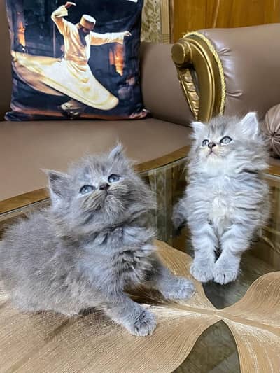Cute Persian Kittens 01 Months Available For Sale