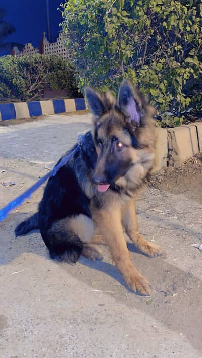 German shepherd woly coat