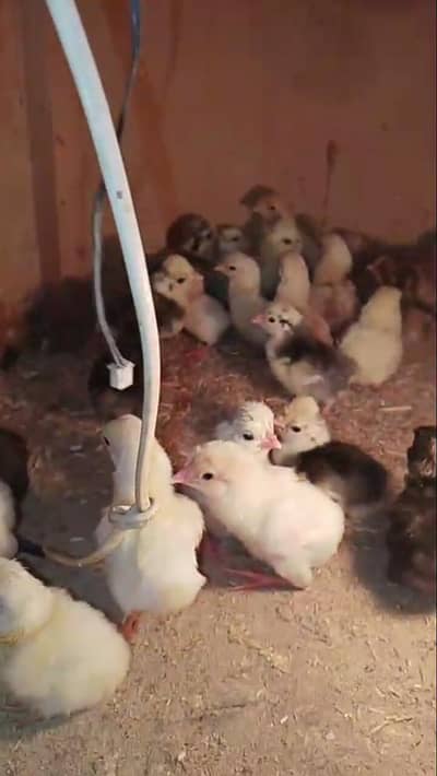 YOKOHAMA,SILKY,KO SHAMO, SEBRIGHT, QANDHARI HEERA