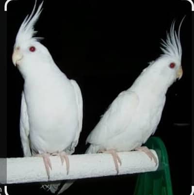 cocktail breader pair