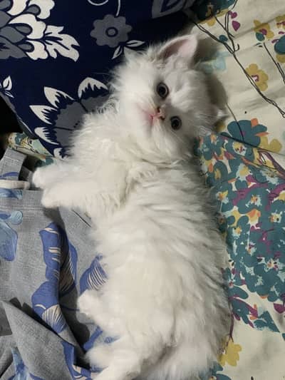 Persian white kitten