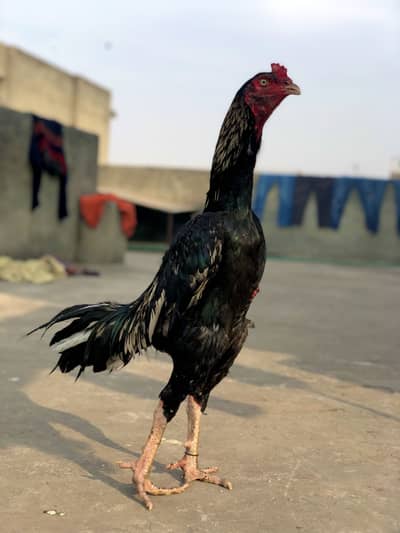 Aseel pakistani pure jawa