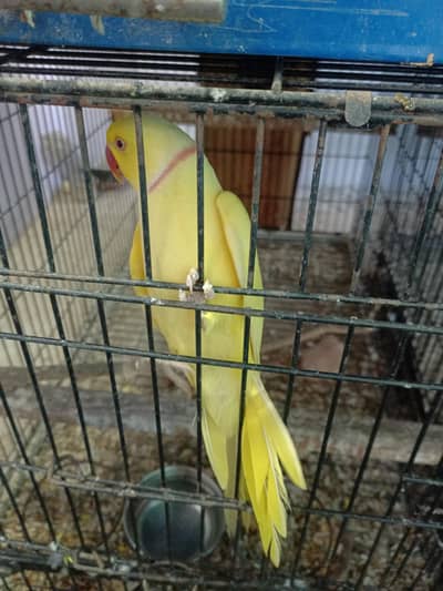 yellow And White ringneck male