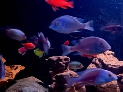 DOLFIN CICHLEDS FOR SALE