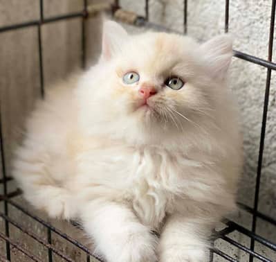 Persian female kitten for sale My WhatsApp number 0325 5503411