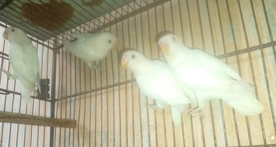 Albino Red Eye and split