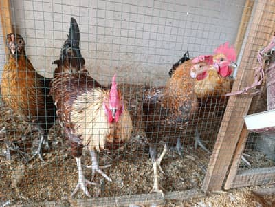 4 Desi murgha breeder murga adult