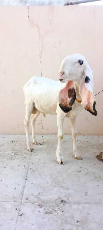 kajla sargoda 5 point ma