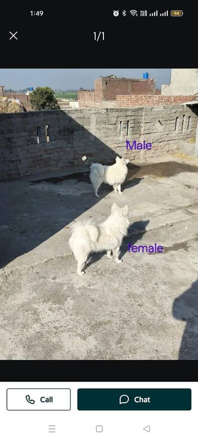 Russian Long Coat Pair zero size pink nose