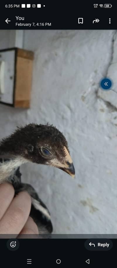 shamo chick age 1 month days good quality