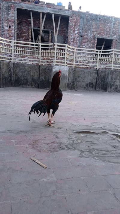 Aseel mianwali×baidlam for sale