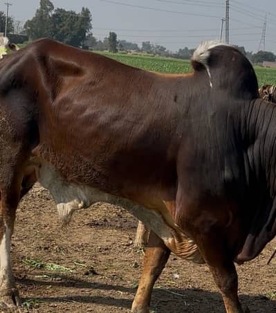 Wacha 2 dand beautiful