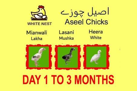 Aseel Chicks of Mianwali Lasani Lakha Jawa Mushka Heera, Fertile Eggs