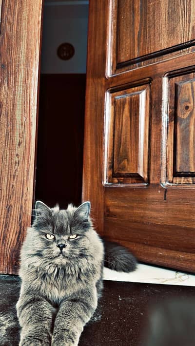 Persion cat 3 coat gray