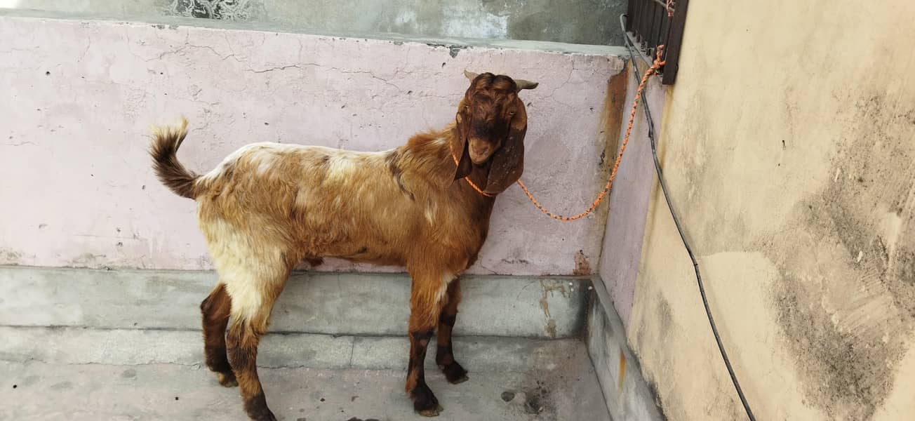 bakra 2