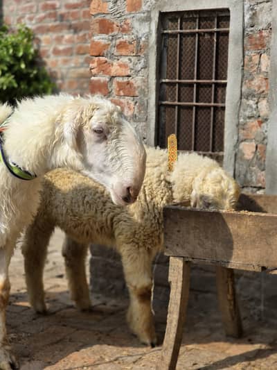 Mundra/ Sheep/ Chatra